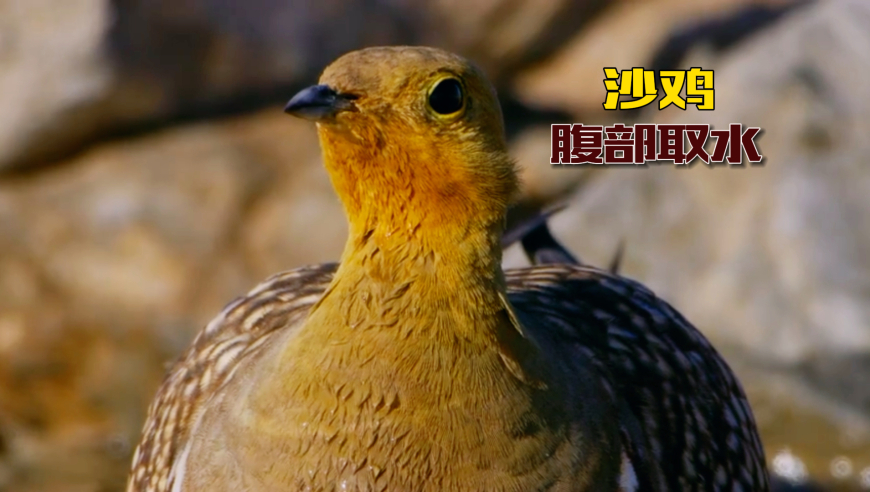 31469跑狗圖,國(guó)內(nèi)油價(jià)或年內(nèi)第三次上調(diào)_破例版V11.6